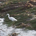 320-5599 Snowy Egret at Cabrillo at Low Tide